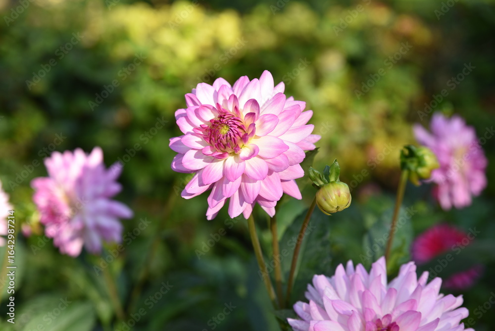 Obraz premium Dahlia rose au jardin en été