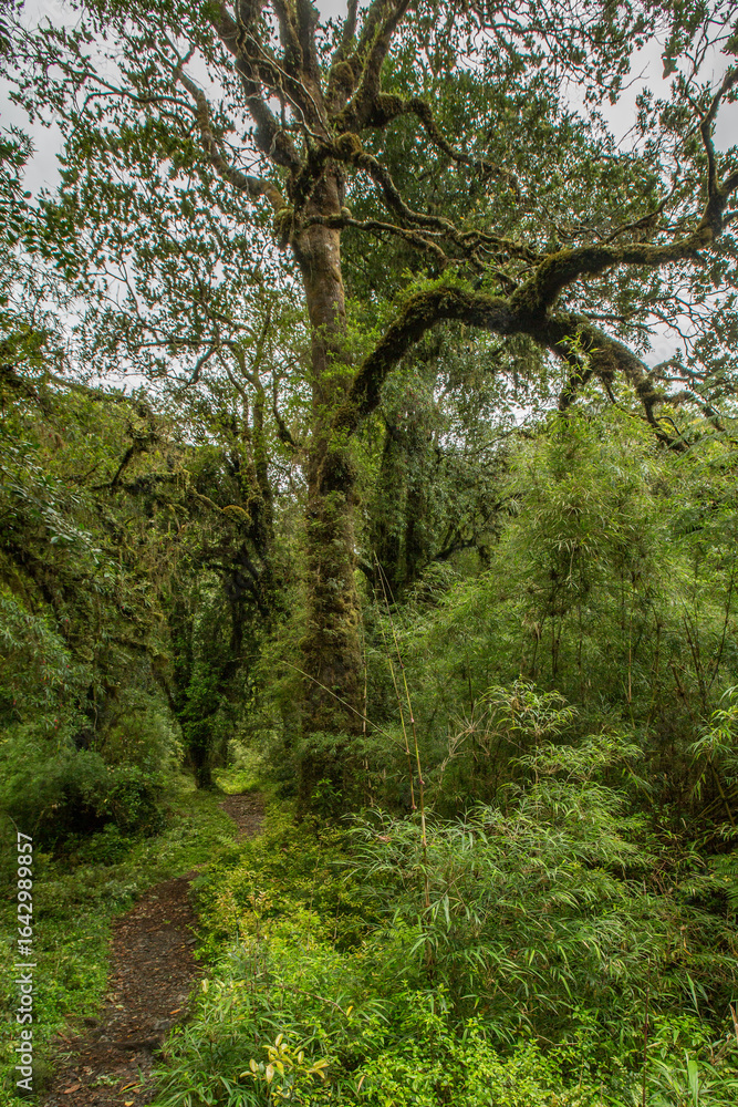 Fototapeta premium Evergreen beech forest near foot of Andes mountains, Patagonia, Argentina, South America, chile
