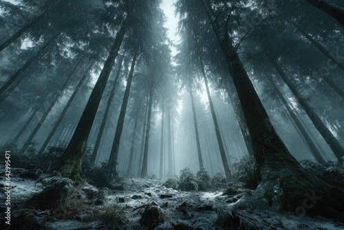 Misty, sunlit forest floor, looking up