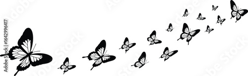 Silhouette of flying butterflies in motion, black and white vector illustration, nature insect design, graceful butterfly flight, artistic decorative element