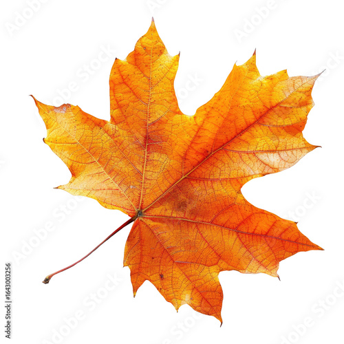 Wallpaper Mural Single, vibrant orange maple leaf isolated on a transparent background, showcasing intricate vein details. background removed Torontodigital.ca