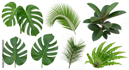 Various tropical green leaves gathered in a natural arrangement cutout isolated on transparent bg, png