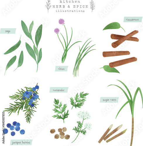 キッチンハーブとスパイスの水彩イラスト-1