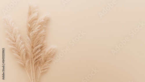 Beige Pampas Grass Arrangement on a Neutral Background with Copy Space.