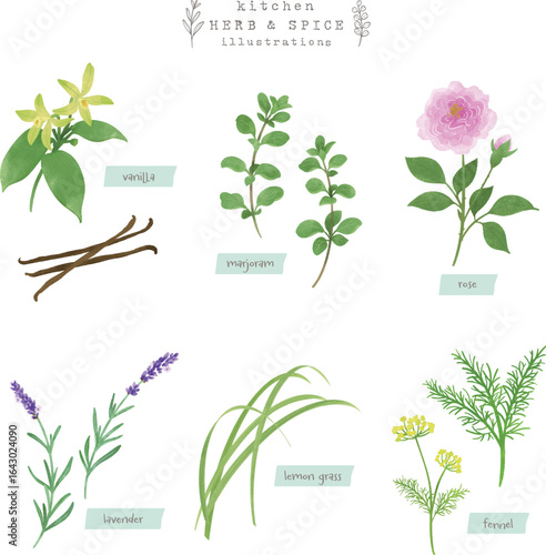 キッチンハーブとスパイスの水彩イラスト-4
