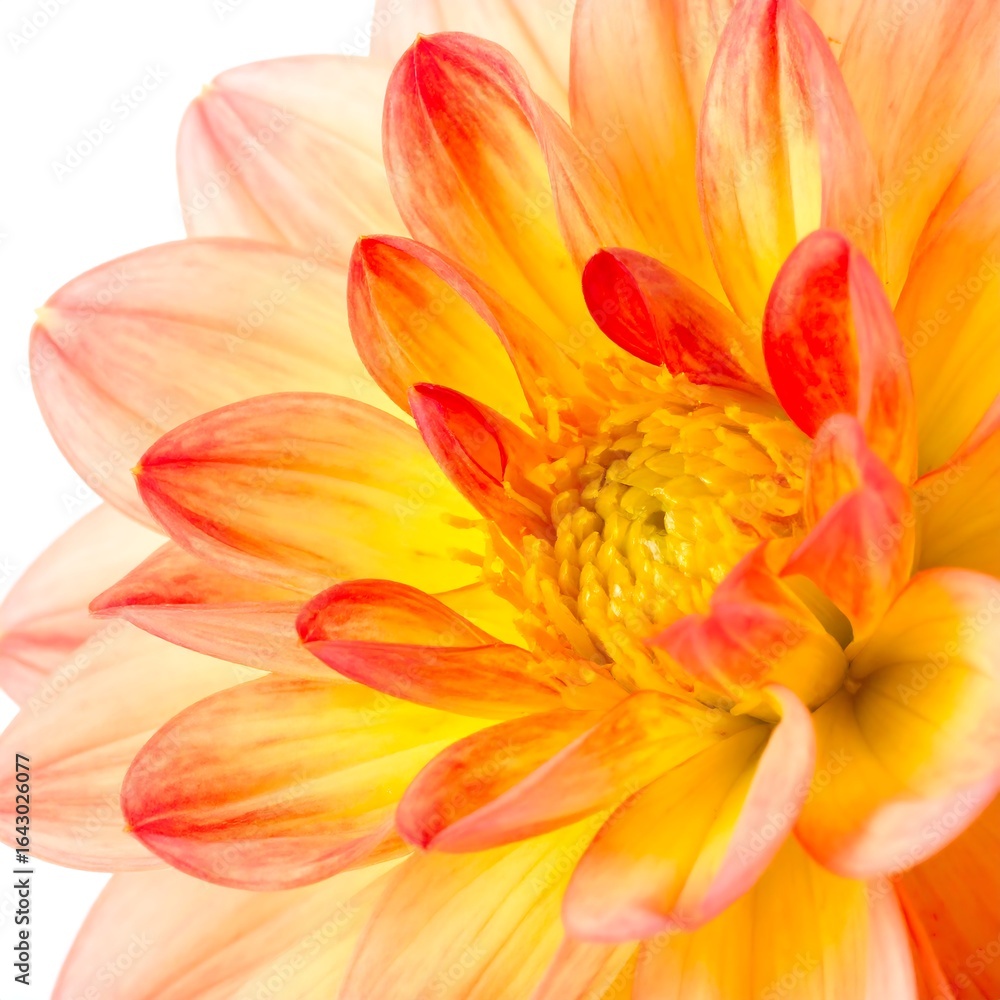 Fototapeta premium Close-up Dahlia blossom
