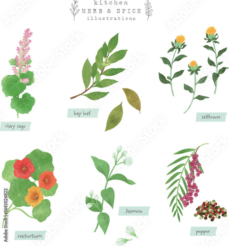 キッチンハーブとスパイスの水彩イラスト-6
