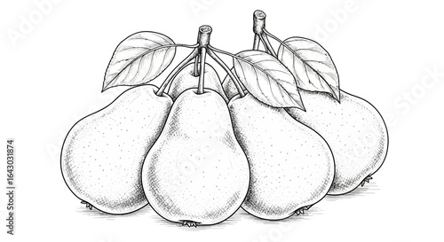 Detailed monochrome drawing of ripe pears with leaves conveying rustic elegance
