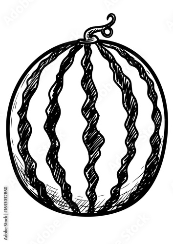 Hand-drawn illustration of a striped melon with curled stem  
