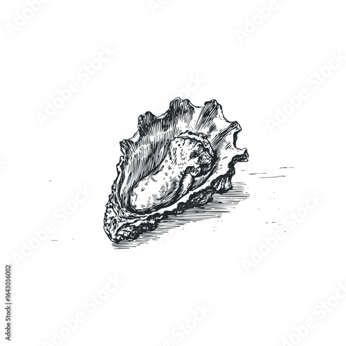 Open oyster shell with raw oyster and vintage etching style