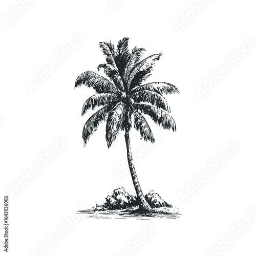 Hand Drawn Sketch of a Lone Coconut Palm Tree on White Background