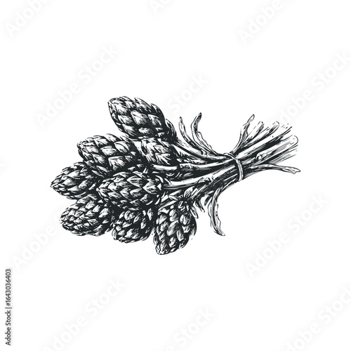 Black and White Drawing of a Bunch of Hops Flowers Tied Together