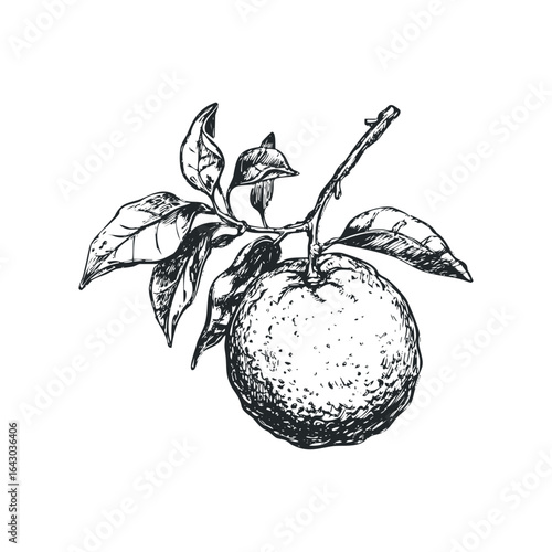 Sketch of a ripe citrus fruit hanging from a branch with leaves