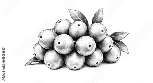 Ink drawing of a group of round fruits surrounded by leaves detailed