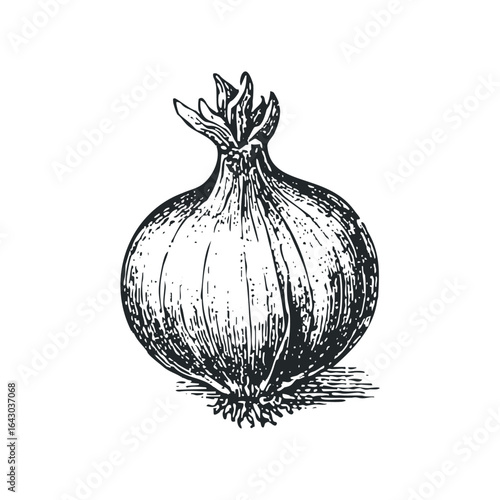 Single Onion Vegetable Drawing with Roots and Greens