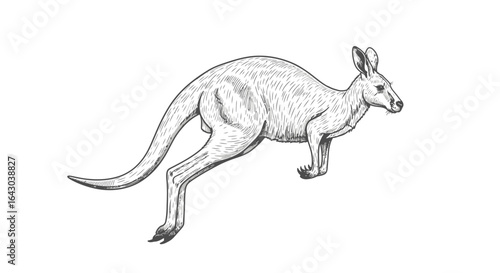 Monochrome Detailed Illustration of a Leaping Kangaroo on White Backdrop