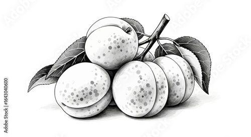 Monochrome Apricots Delight: Hand Drawn Vector Illustration Still Life