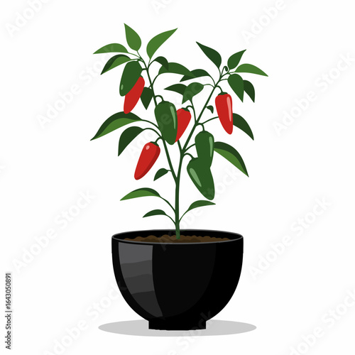 Vibrant Jalapeno Pepper Plant in Black Pot