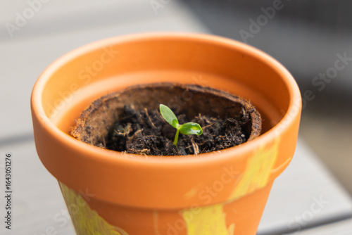 Small green seedling in a peat pot on a wooden background