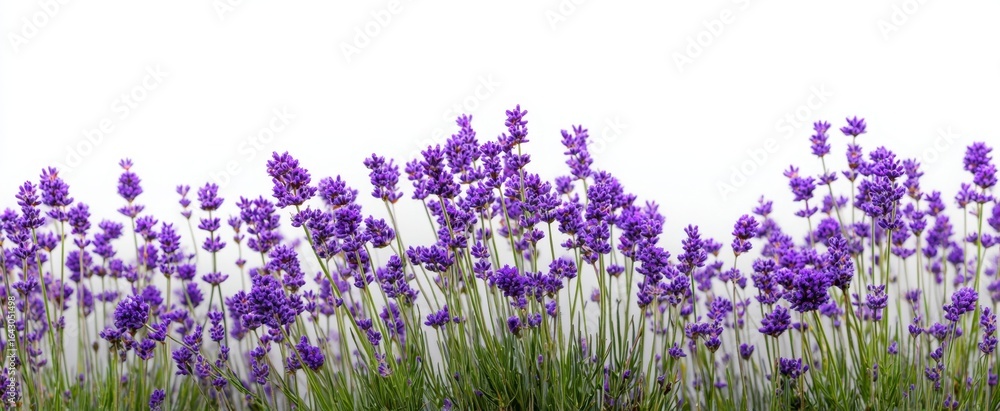 Naklejka premium The vibrant lavender flowers blooming in a tranquil garden landscape.