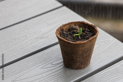 Small green seedling in a peat pot on a wooden background