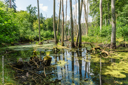 Idyllic Briese valley with its enchanting forests and views of the river Briese – hiking around Birkenwerder