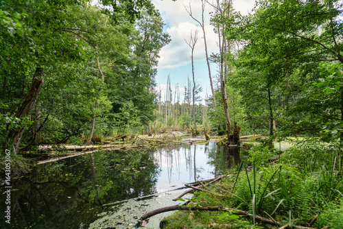 Idyllic Briese valley with its enchanting forests and views of the river Briese – hiking around Birkenwerder