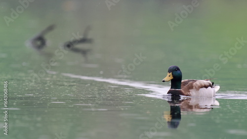 Foto sotto la pioggia