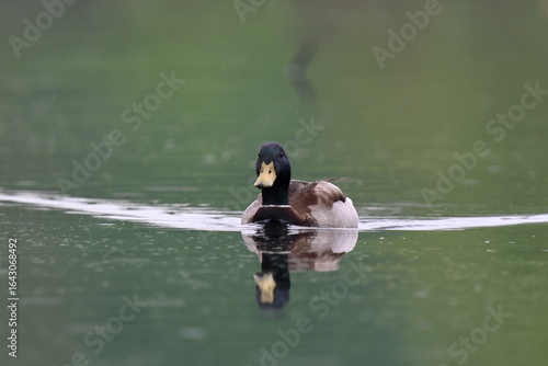 Wallpaper Mural sotto la pioggia Torontodigital.ca