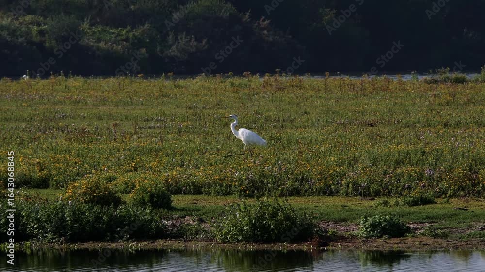 Great egret (Ardea alba) walking along the planted, grassy lake shore in the wetlands on a sunny day Great egret (Ardea alba) walking along the planted, grassy lake shore in the wetlands on a sunny day