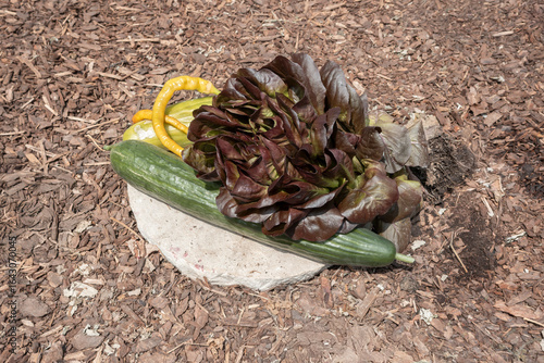 Frisch geerntetes gemüse vom Garten