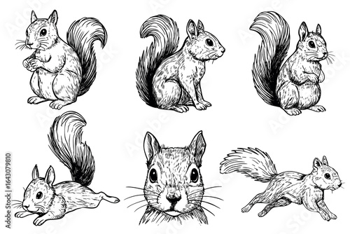 A collection of six hand-drawn illustrations of squirrels in various poses. The drawings showcase their distinct features and playful nature.