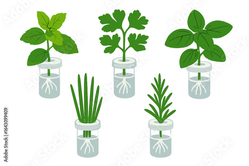 Fresh herbs growing in water jars representing home gardening techniques and sustainable practices