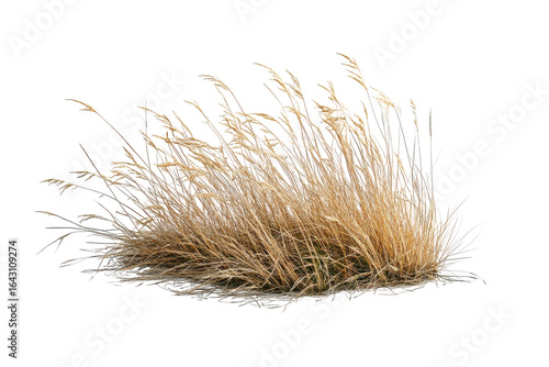 Dry bunch of grass isolated on transparent background. Dry grass isolated on white background.