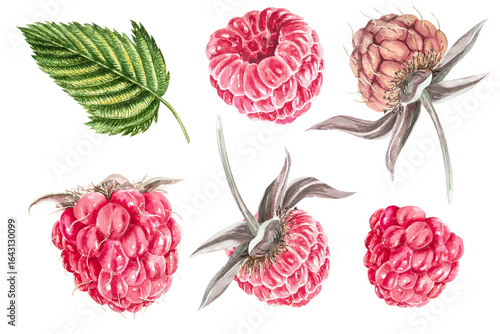Raspberry juicy ripe berry with green leaves on a branch. Watercolor illustration, hand drawn. Bright watercolor illustration with raspberries for design