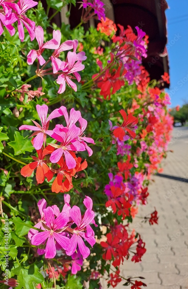 Naklejka premium flowers in the garden