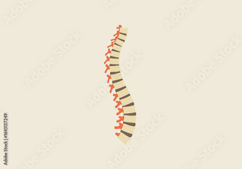Simple Illustration of the Human Spine with Vertebrae.