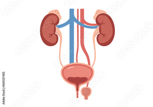 Human Urinary System Illustration with Kidneys Bladder and Ureters.