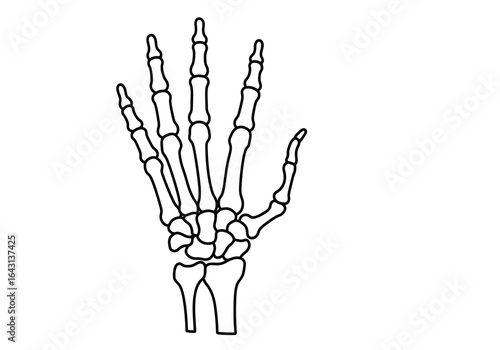Detailed Black and White Outline Illustration of Human Hand Skeleton.