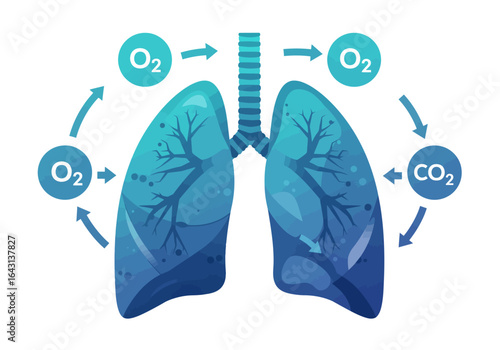 Human Lungs Illustration with Oxygen and Carbon Dioxide Exchange Process.
