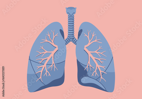 Stylized Illustration of Human Lungs with Bronchial Tree and Trachea.