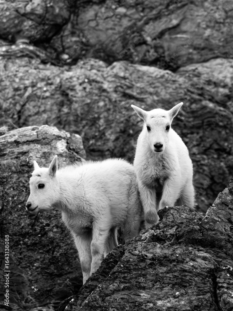 Fototapeta premium Young mountain goats on rocky terrain