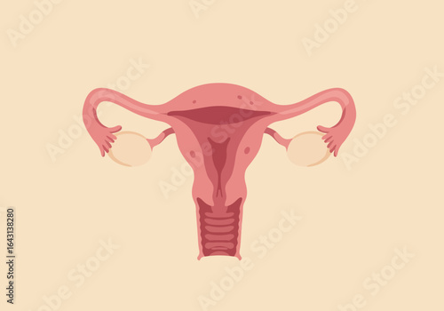 Female Reproductive System Diagram with Ovaries.