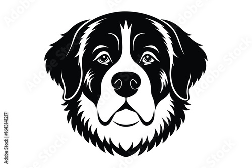 Bernese mountain dog's face in black and white creates a striking image