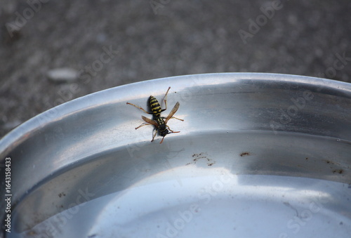 Nahaufnahme einer Wespe, beim Trinken aus einem Wassernapf für Hunde.
