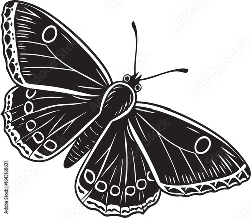 Black and white butterfly illustration with detailed wings