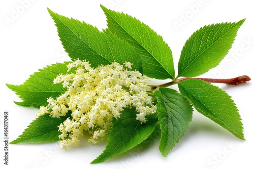 Close-up of fresh elderflower sprig