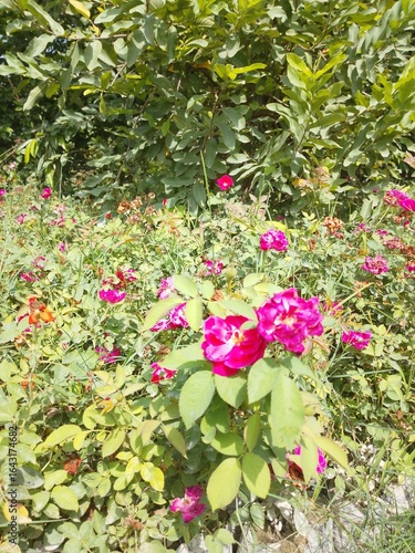 flowers in the garden