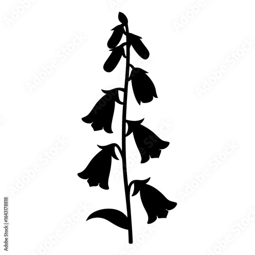 Monochrome Silhouette of a Blooming Bellflower with Numerous Blossoms in Full Bloom