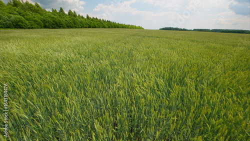 Fotografie An Expansive Green Wheat Field Stretching Out Under a Beautifully Clear Blue Sky